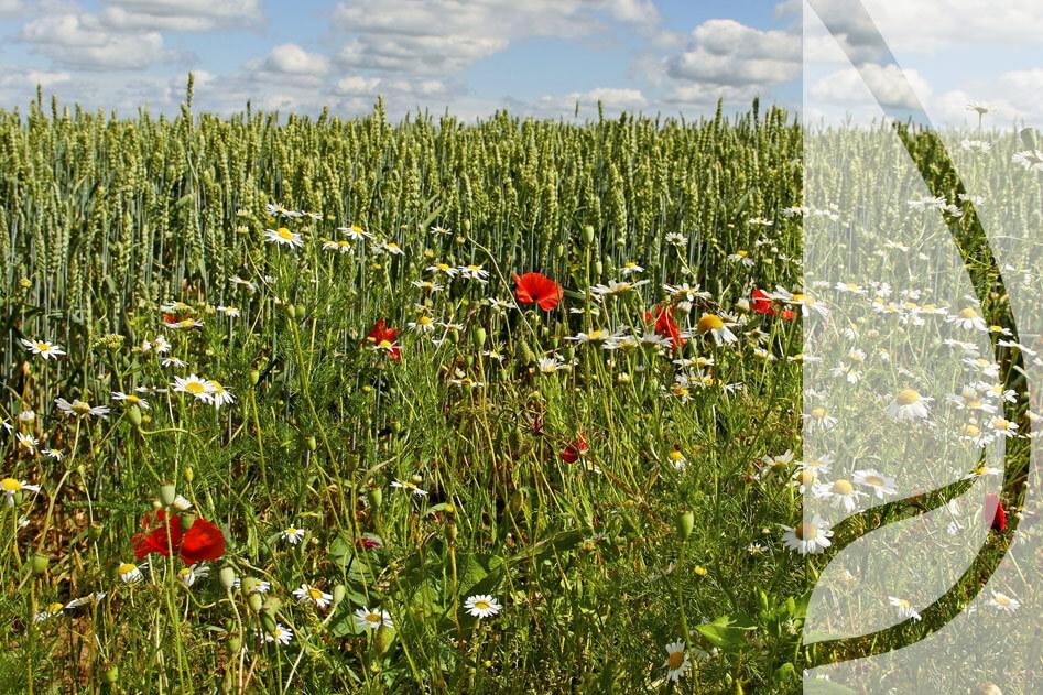 Jak wybrać oprysk na chwasty dwuliścienne