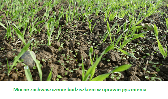 Bodziszek