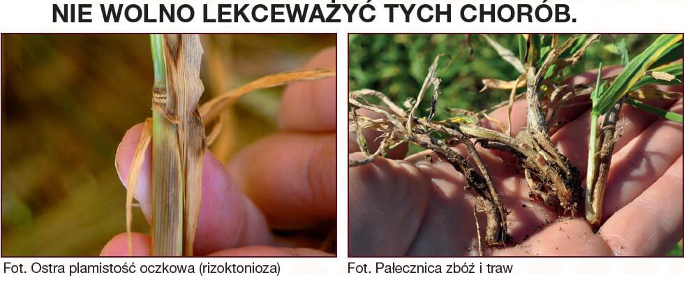Zaprawa nasienna Vibrance Star - rizoktonioza zbóż i pałecznica zbóż i traw