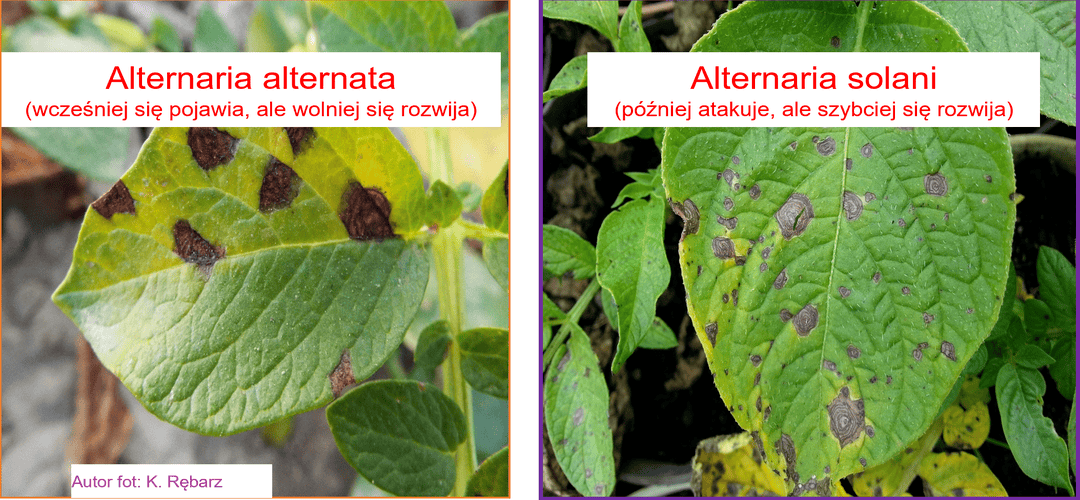 Alternaria alternata i solani