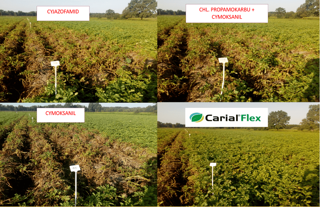 Fungicyd Carial Flex, cyjazofamid, chl. propamokarbu + cymoksanil, cymoksanil