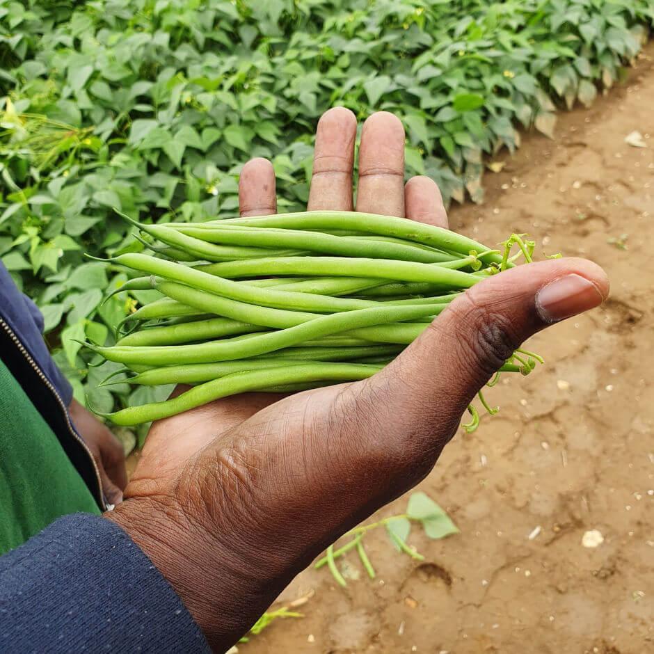 Syngenta Vegetable Seeds