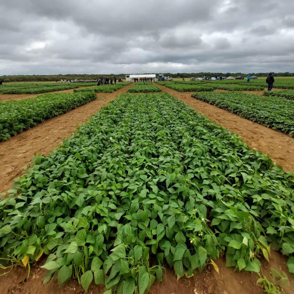 Syngenta Vegetable Seeds