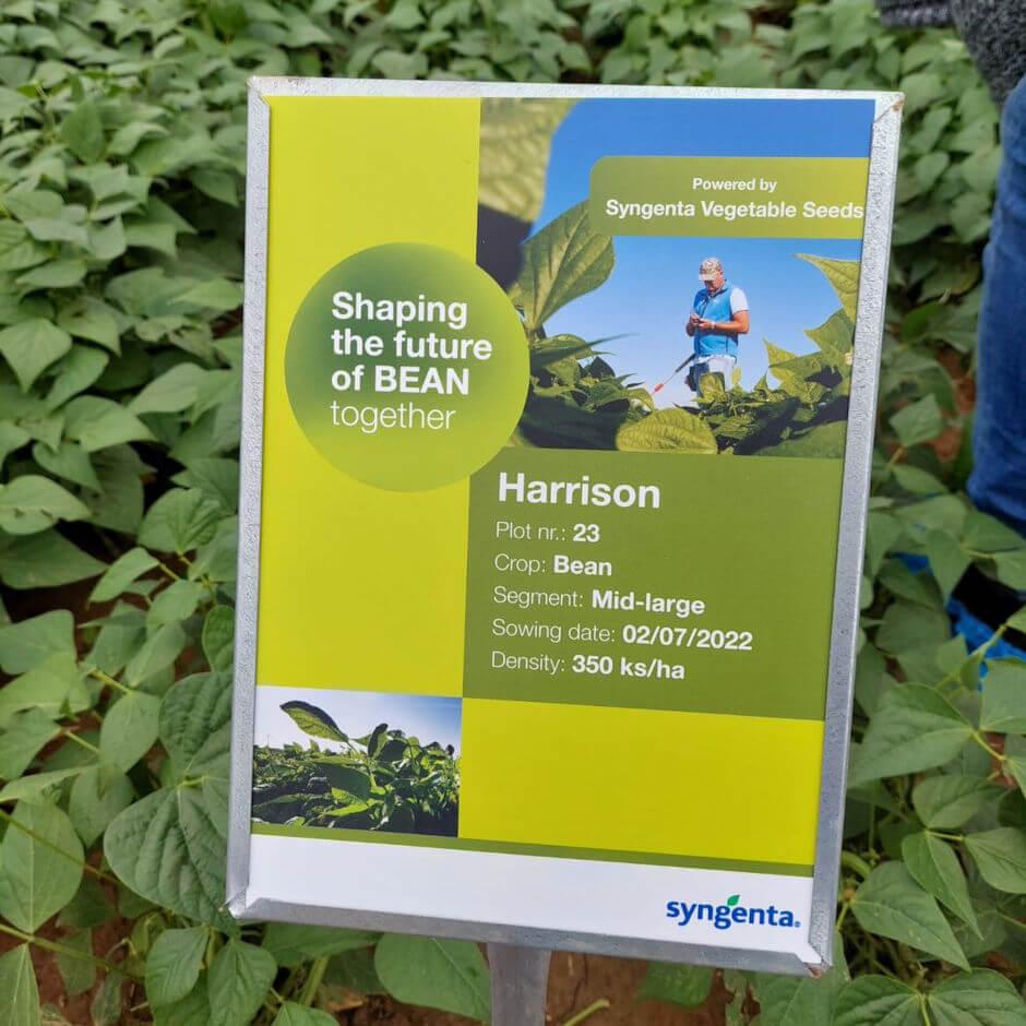 Syngenta Vegetable Seeds