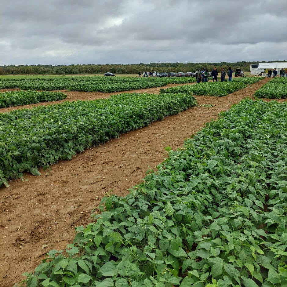 Syngenta Vegetable Seeds