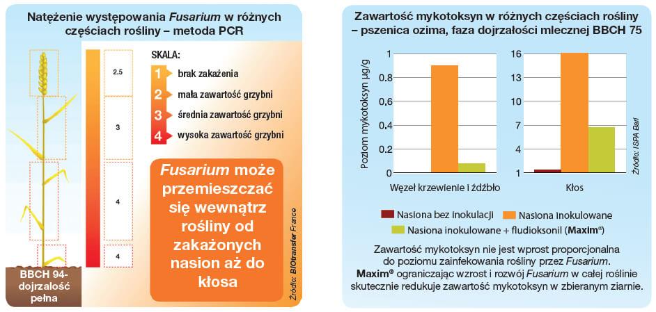 Zaprawa nasienna Maxim 025 FS - zawartość mykotoksyn