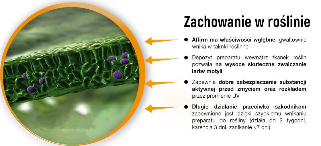 zachowanie w roślinie