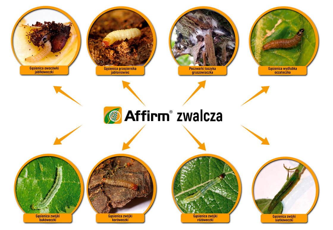 affirm ZWALCZA