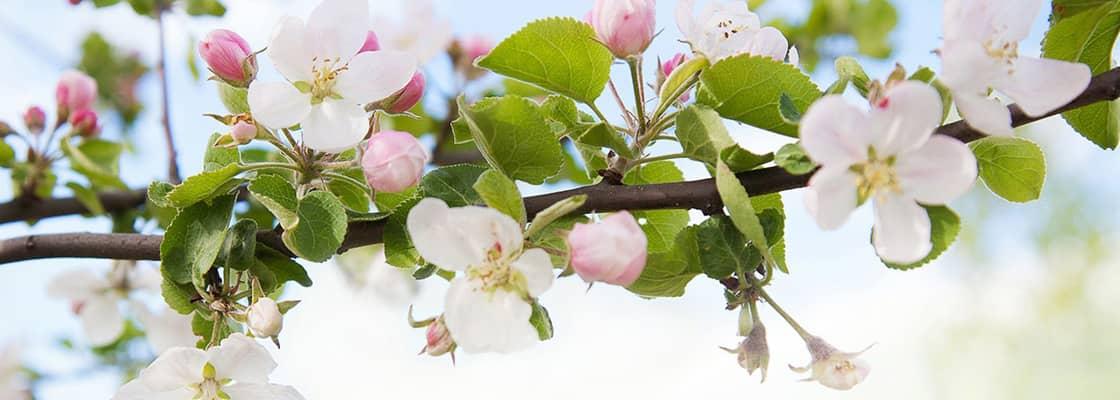 Fruit Quality Contract