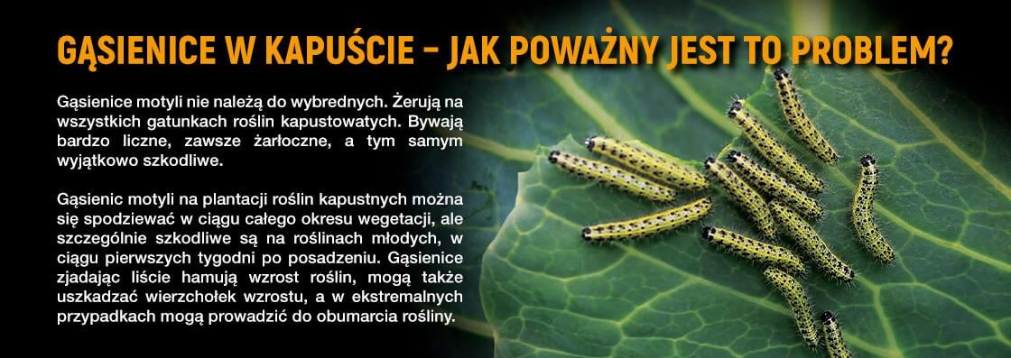 gąsiennica w kapuście affirm