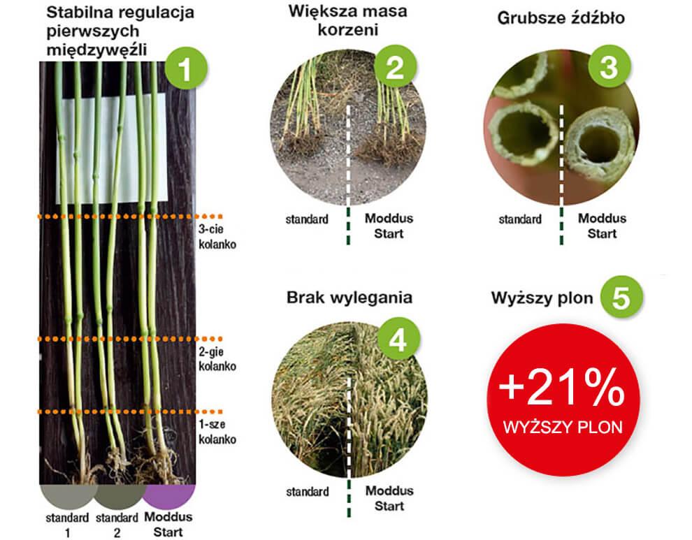 Regulator wzrostu Moddus Start - wyższy plon