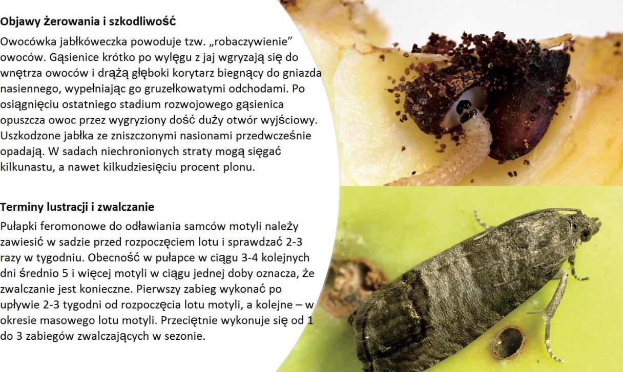 Objawy żerowania i szkodliwość