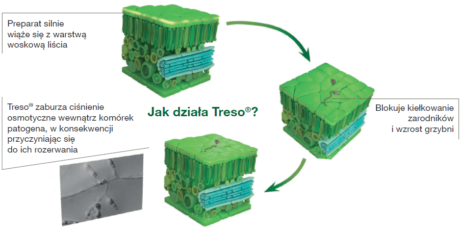 Fungicyd Treso - innowacyjny