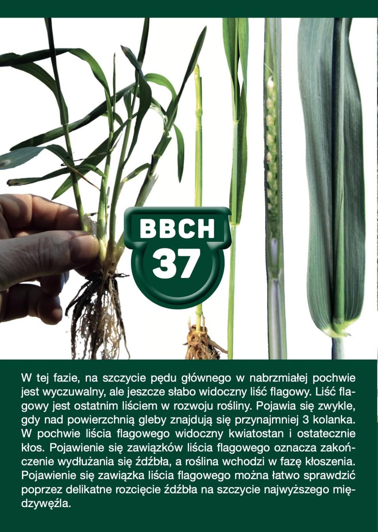 BBCH 37