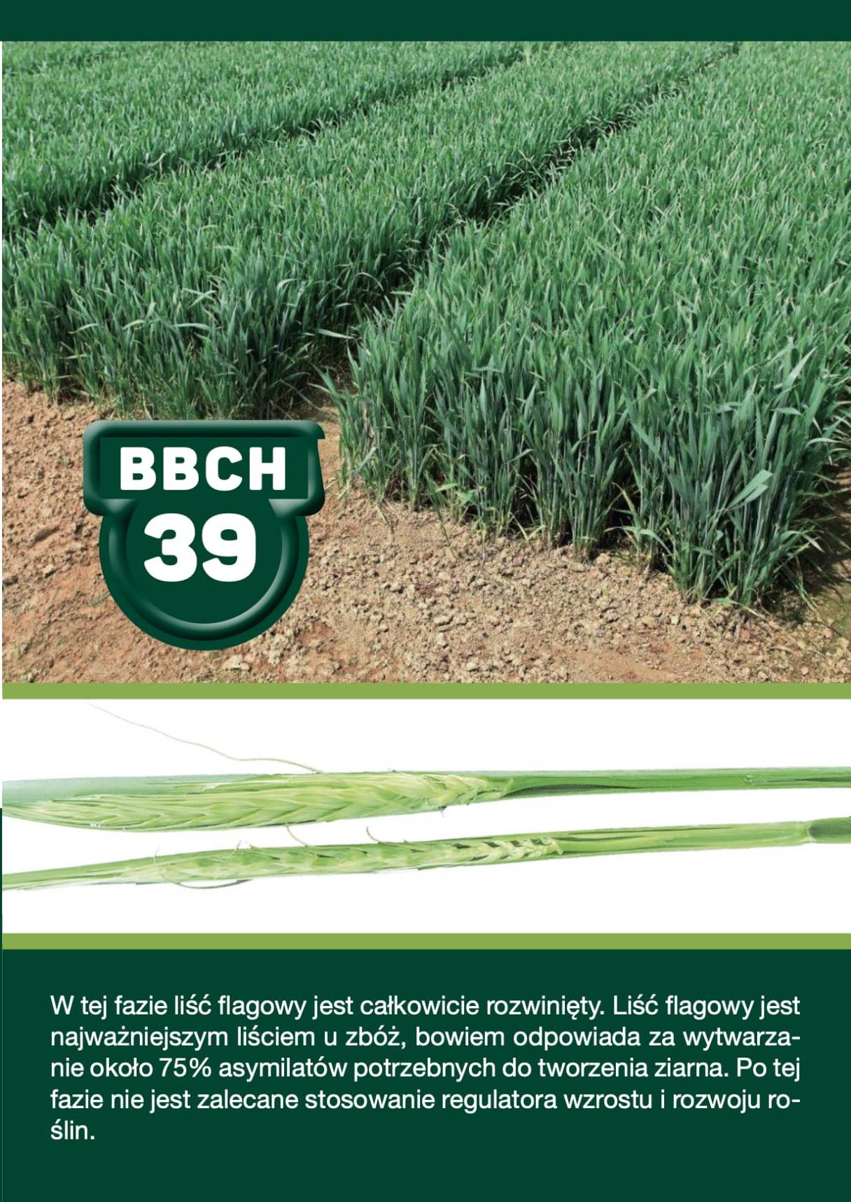 BBCH 39