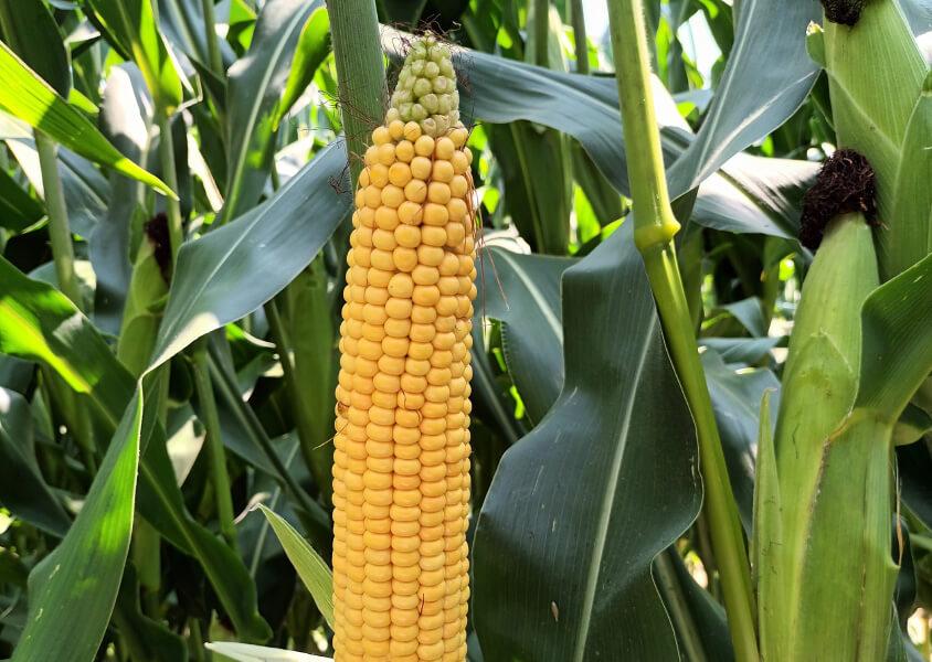 Syngenta SY Fanfara - kukurydza na ziarno