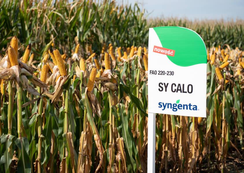 SY Calo - Doskonała w każdym calu