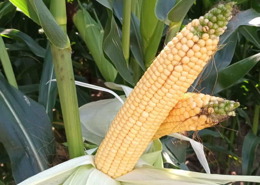 Syngenta SY Fertilius - kukurydza na kiszonkę