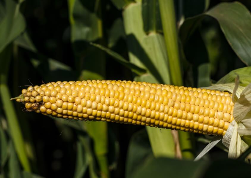 Syngenta SY Hummer - FAO 230