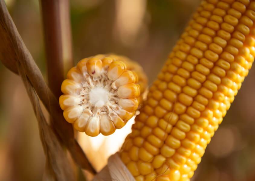 Kukurydza od Syngenta - SY Brenton