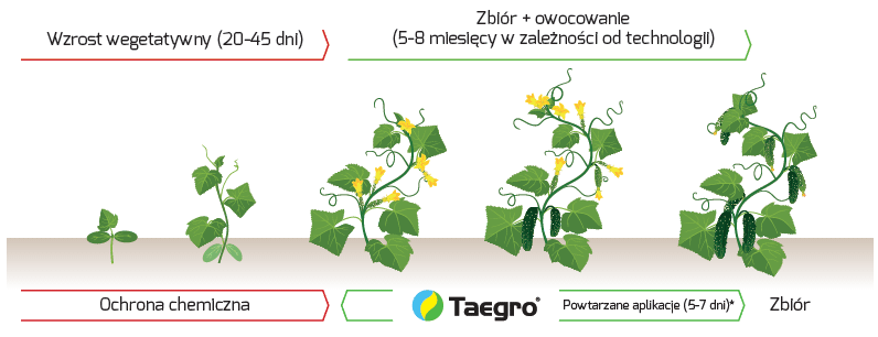 Taegro - pozycjonowanie w ochronie ogórka