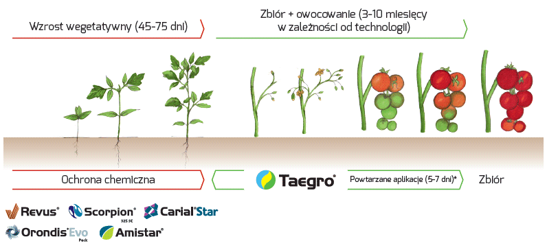Taegro - pozycjonowanie w ochronie pomidora