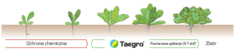 Taegro - rekomendacja stosowania w uprawach warzyw