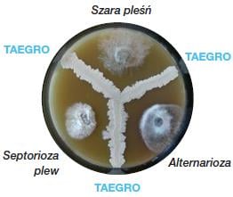 Komórki bakterii wydzielają różne metabolity