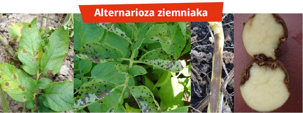 Zaraza i alternarioza ziemniaka – Alternarioza ziemniaka