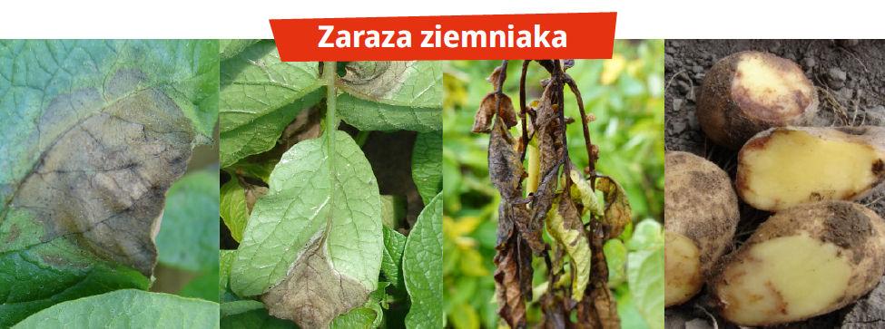 Zaraza i alternarioza ziemniaka – Zaraza ziemniaka