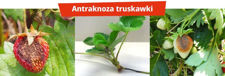 Ochrona roślin jagodowych – Scorpion, uniwersalny produkt na najgroźniejsze choroby - Antraknoza truskawki