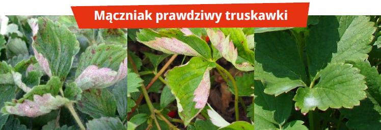 Ochrona roślin jagodowych – Scorpion, uniwersalny produkt na najgroźniejsze choroby - Mączniak prawdziwy truskawki
