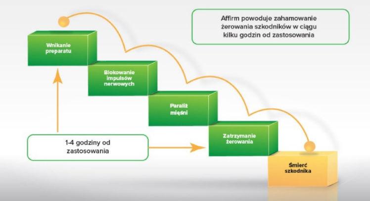 Tantniś krzyżowiaczek (Plutella maculipennis) groźny dla plantacji: - Affirm hamuje
