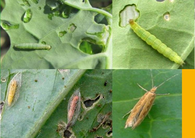 Tantniś krzyżowiaczek (Plutella maculipennis) groźny dla plantacji: - Tantniś krzyżowiaczek