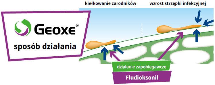 Nowe możliwości stosowania Geoxe 50 WG w warzywach - sposób działania