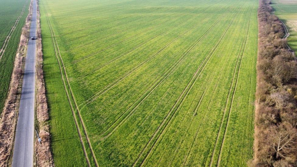 Stan plantacji jęczmienia ozimego na wiosnę 2024