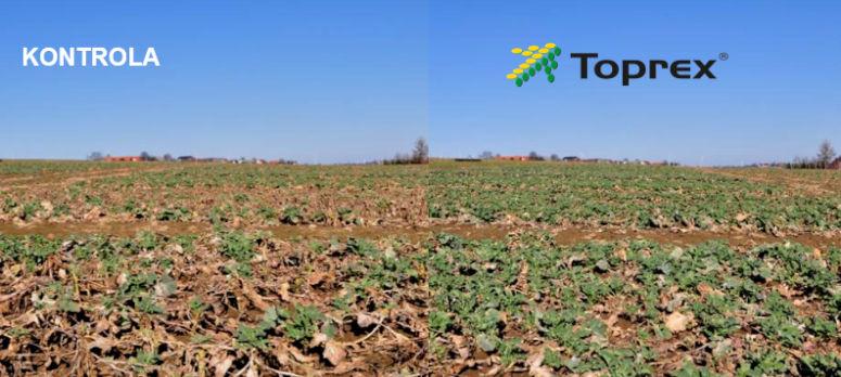 Porownanie Toprex 375 SC vs kontrola po przezimowaniu