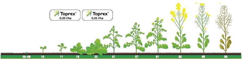 Toprex 375 SC - Termin stosowania: