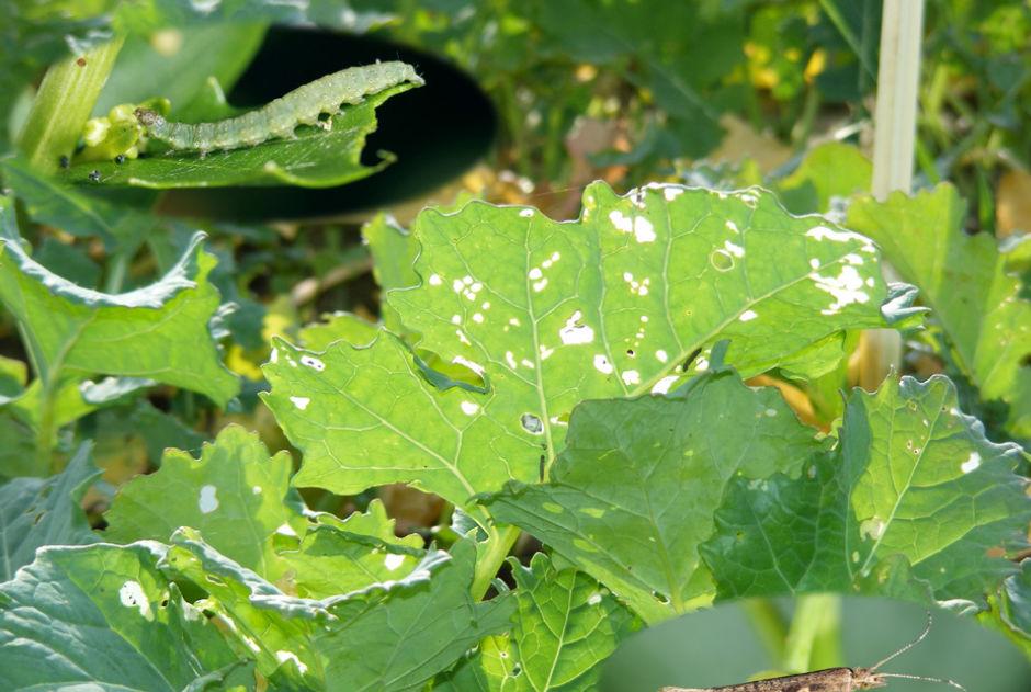 Tantniś krzyżowiaczek (Plutella xylostella). Charakterystyczne uszkodzenie liści powstałe w wyniku żerowania gąsienic oraz sama gąsienica (u góry)