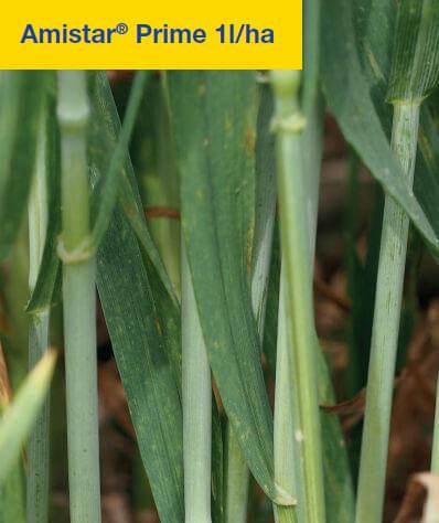 Amistar® Prime 1l/ha