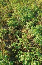 Ridomil Gold R - Doświadczenia polowe w ziemniaku - Fluopikolid + propamokarb 1,6 l/ha, 07.09.2023 r.