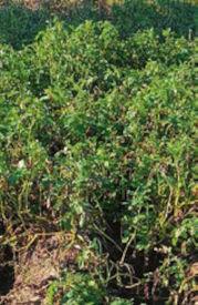 Ridomil Gold R - Doświadczenia polowe w ziemniaku - OXTP + bentiowalikarb 0,4 l/ha, 07.09.2023 r.