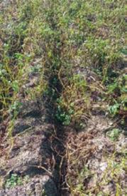 Ridomil Gold R - Doświadczenia polowe w ziemniaku - Fluopikolid + propamokarb 1,6 l/ha14.09.2023 r.