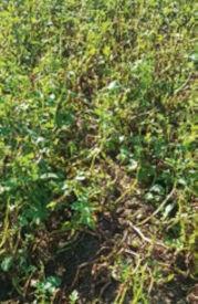 Ridomil Gold R - Doświadczenia polowe w ziemniaku - OXTP + bentiowalikarb 0,4 l/ha14.09.2023 r.