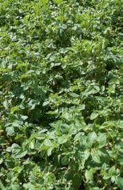 Ridomil Gold R - Doświadczenia polowe w ziemniaku - Fluopikolid + propamokarb 1,6 l/ha, 21.08.2023 r.