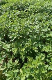 Ridomil Gold R - Doświadczenia polowe w ziemniaku - OXTP + bentiowalikarb 0,4 l/ha, 21.08.2023 r.