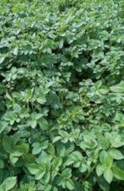 Ridomil Gold R - Doświadczenia polowe w ziemniaku - Ridomil® Gold R 5 kg/ha, 21.08.2023 r.
