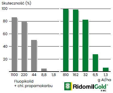 Ridomil Gold R - Skuteczność po deszczu i 8 dniach po inokulacji