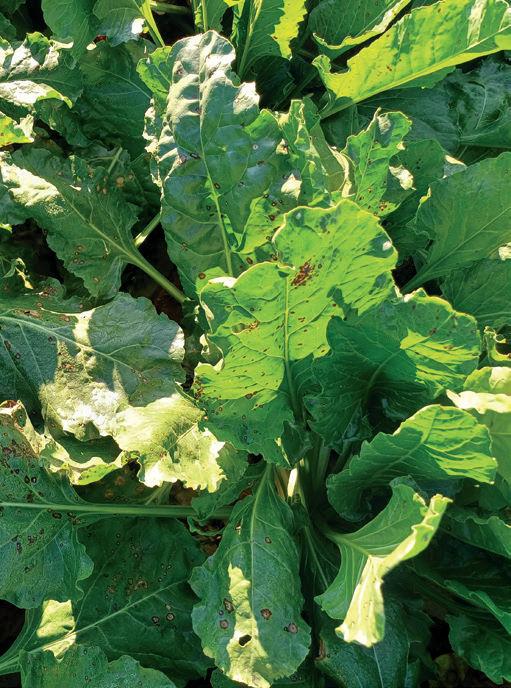 Amistar® Gold 1l/ha + Cu 1,5l/ha