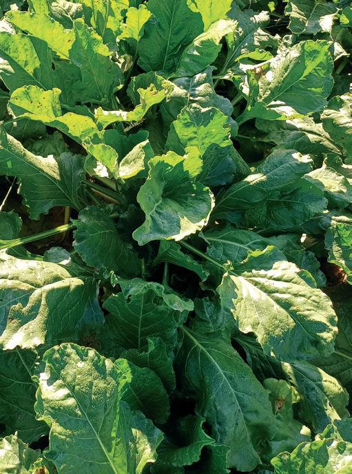 Amistar Gold w buraku - doświadczenie polowe - Tern 0,5l/ha + Produkt E 0,8l/ha + Cu 1,5l/ha